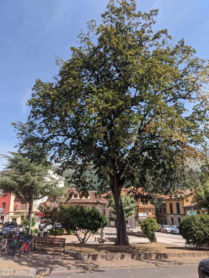 Hotel La Plaza Proaza Eksteriør bilde